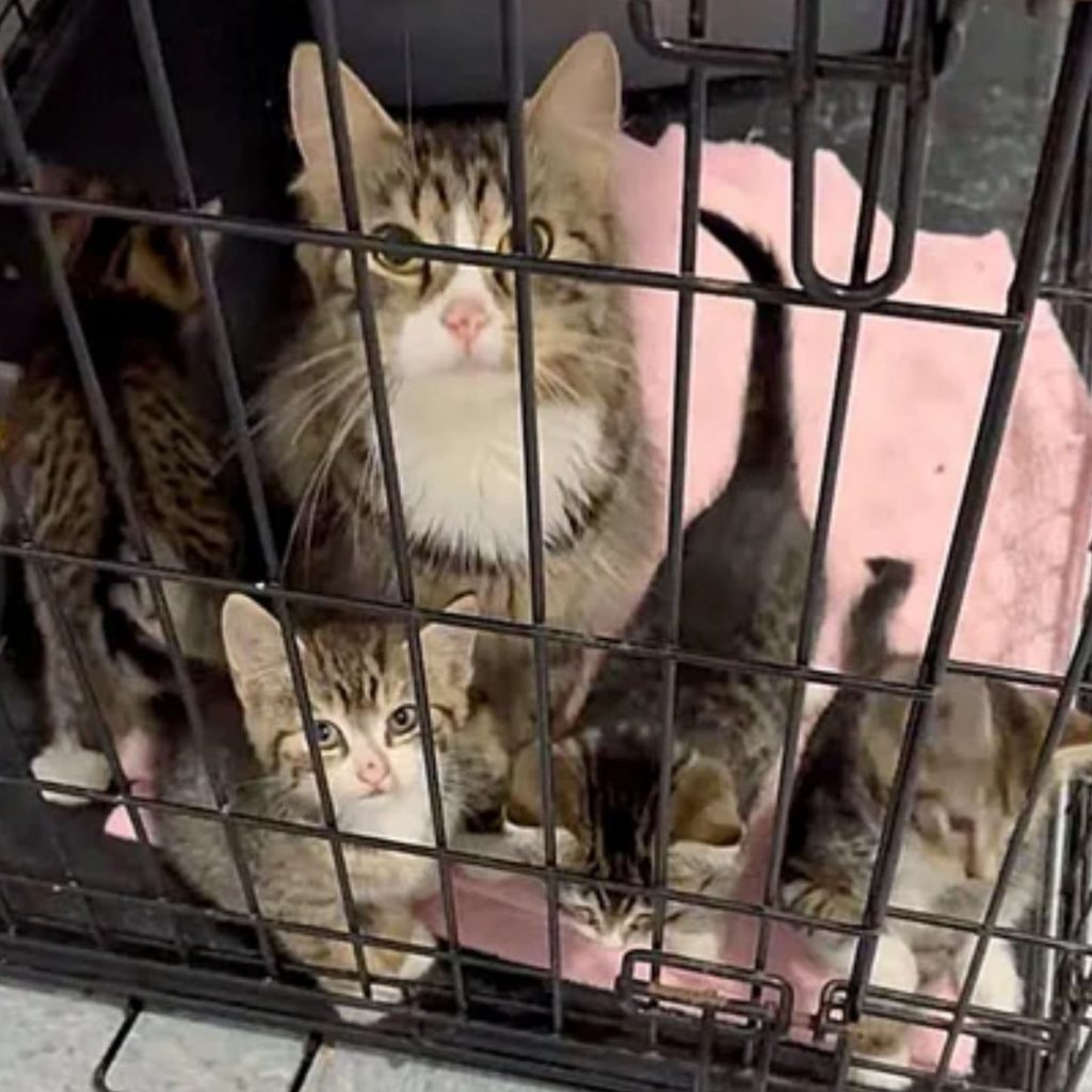 cat with kittens in a cage