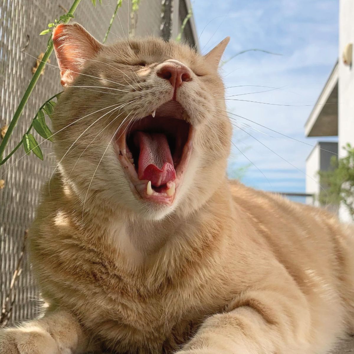 cat yawning