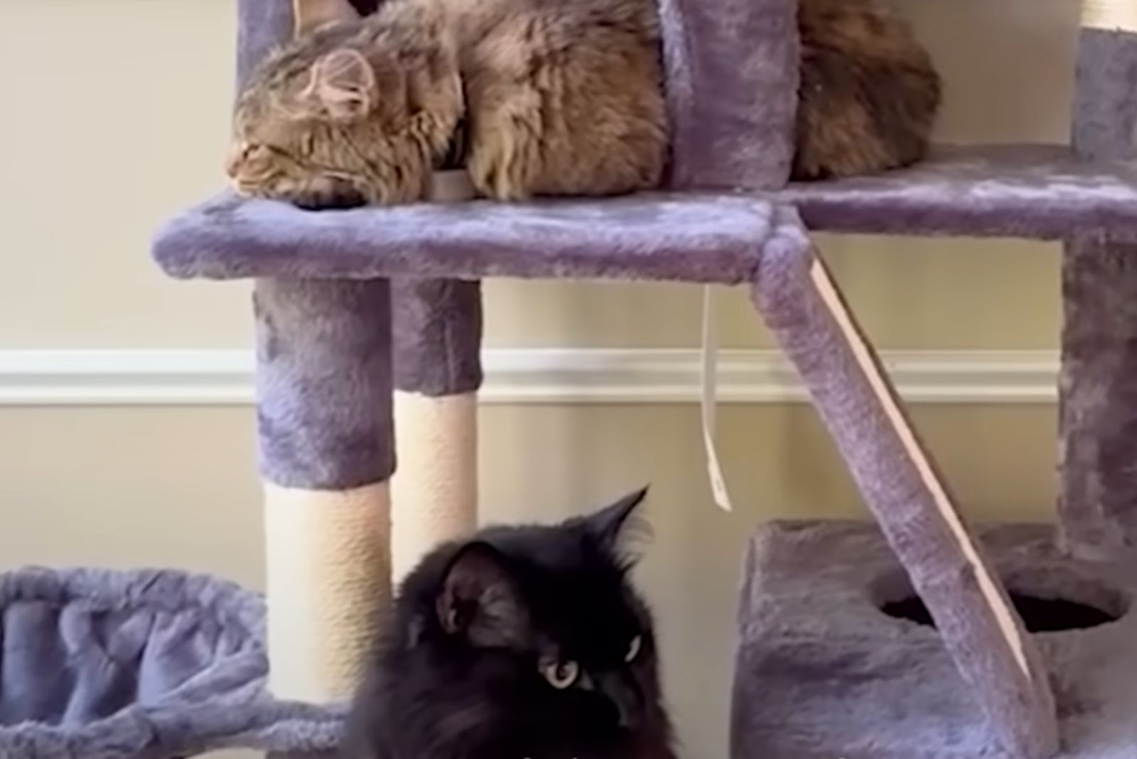 cats on cat tree