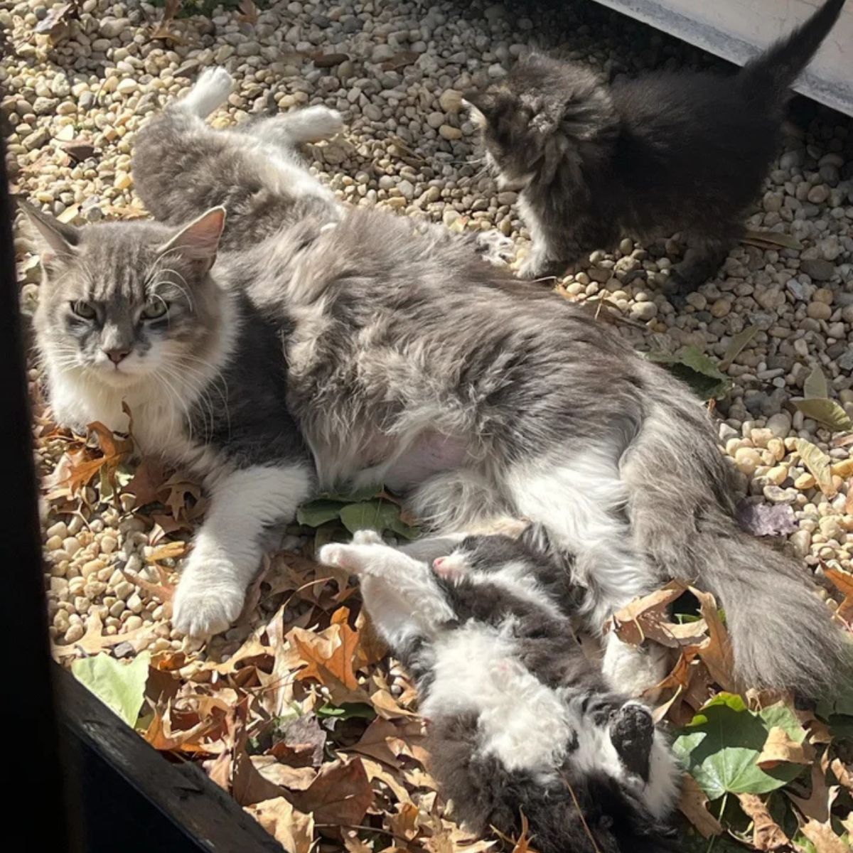 cats on the outdoor floor