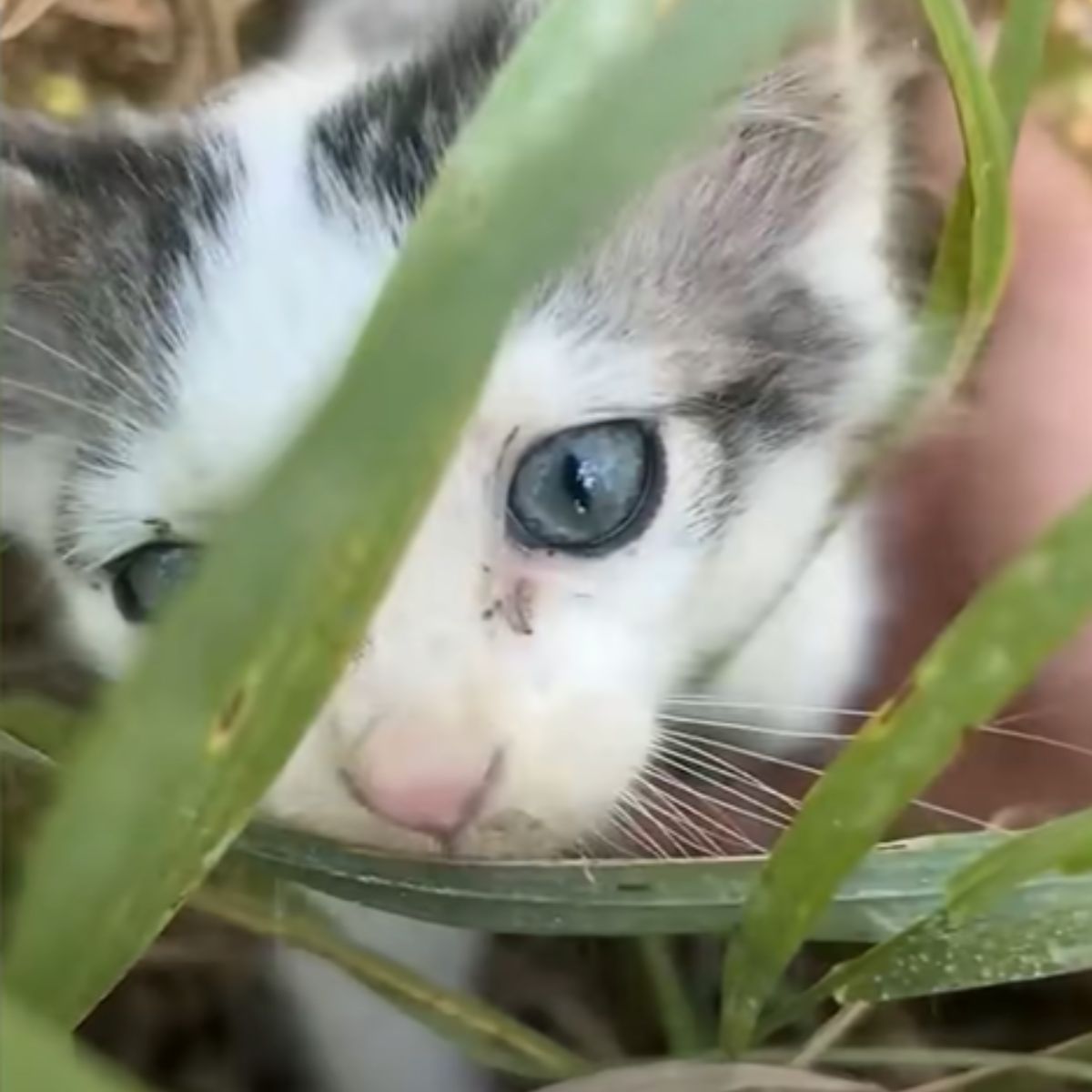 close-up photo of kitten in grass