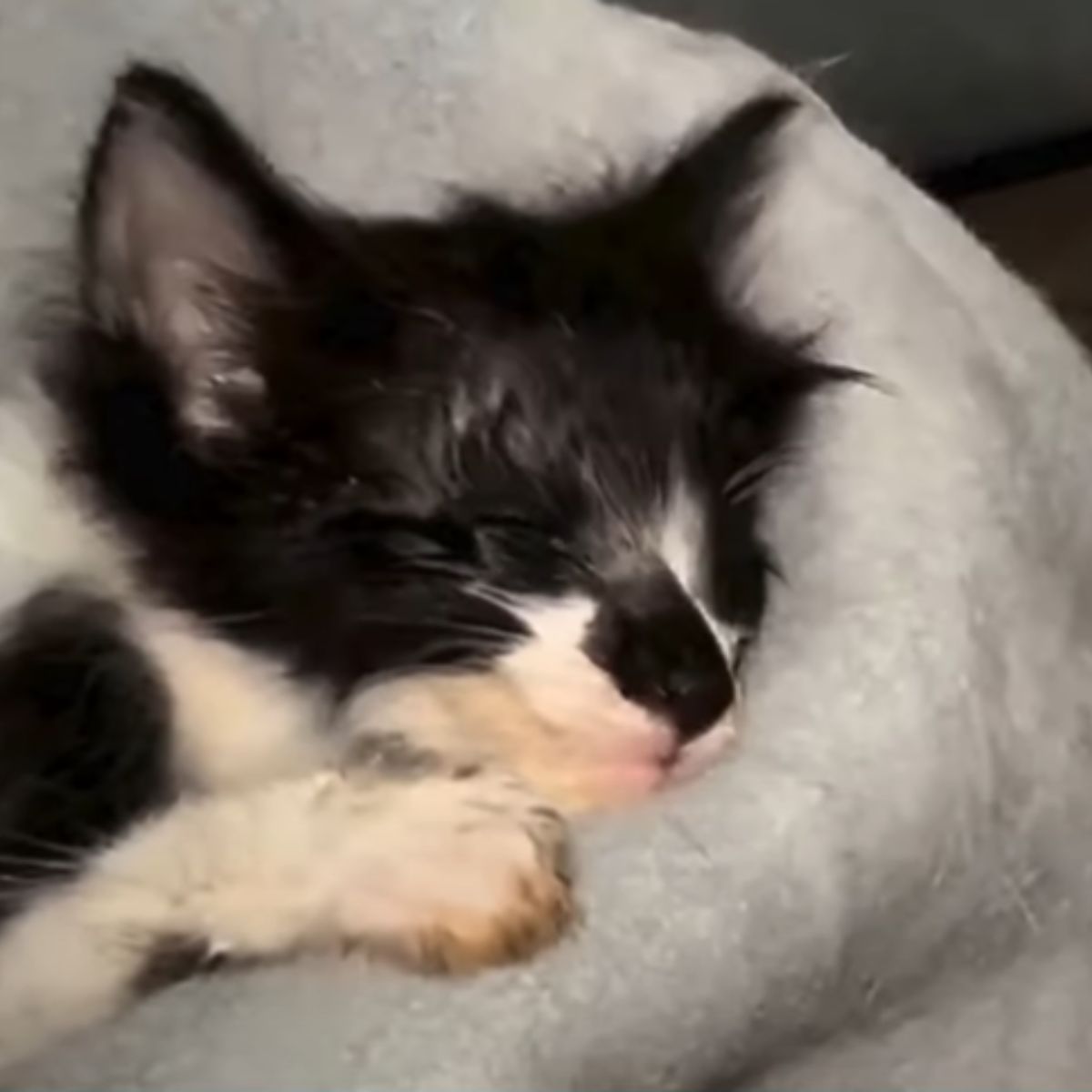 close-up photo of kitten sleeping