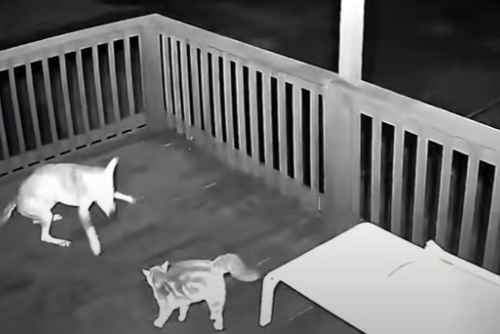 coyote and a cat on the porch