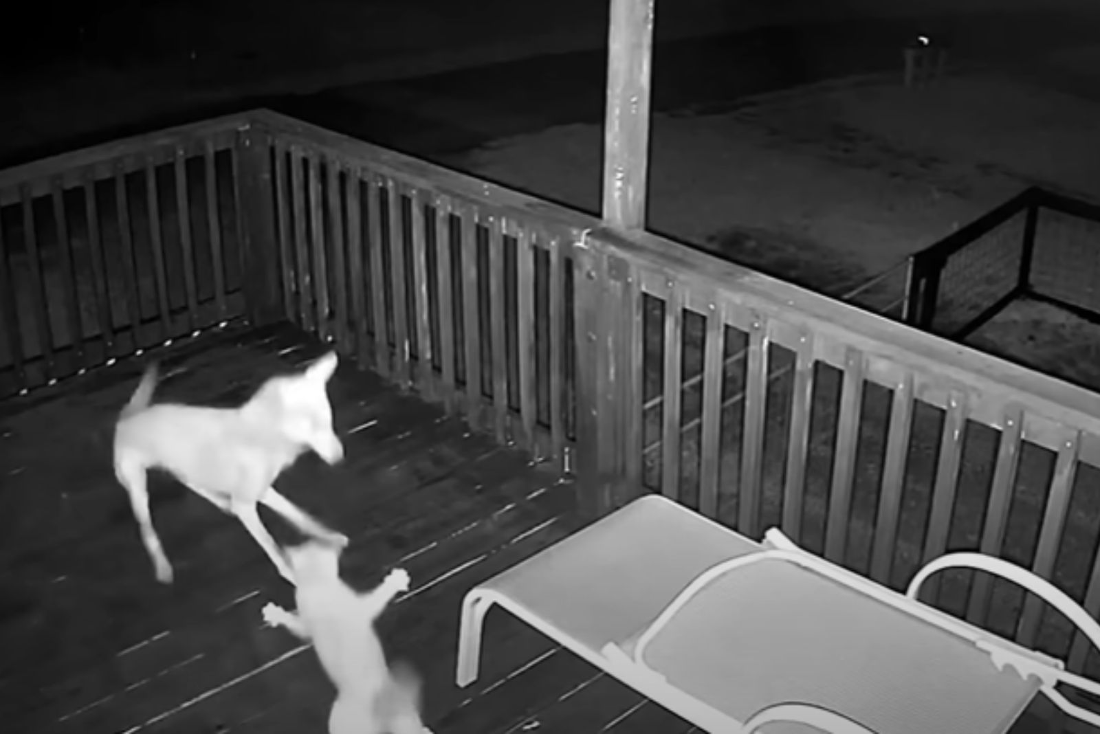 coyote attacks a cat