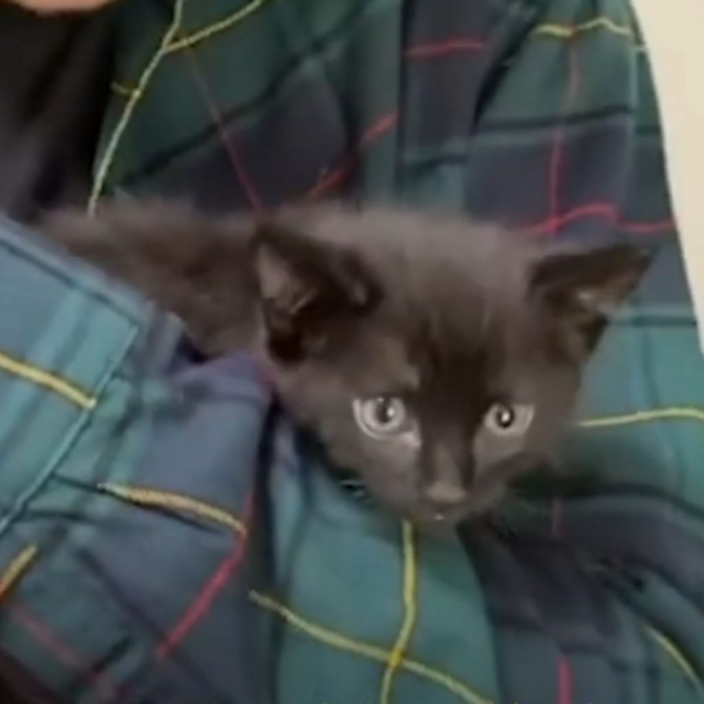 cute black kitten in a man's arms