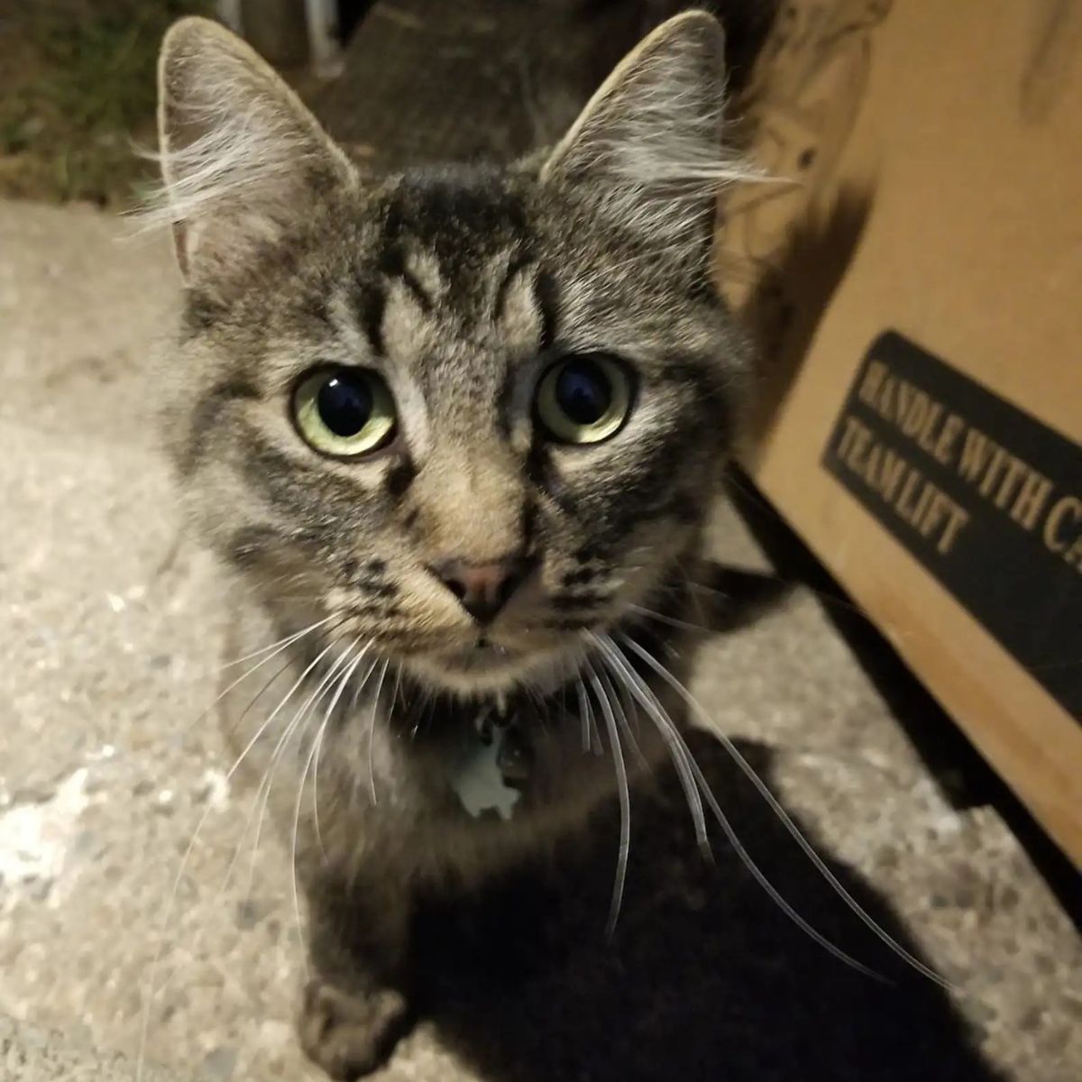 cute gray cat