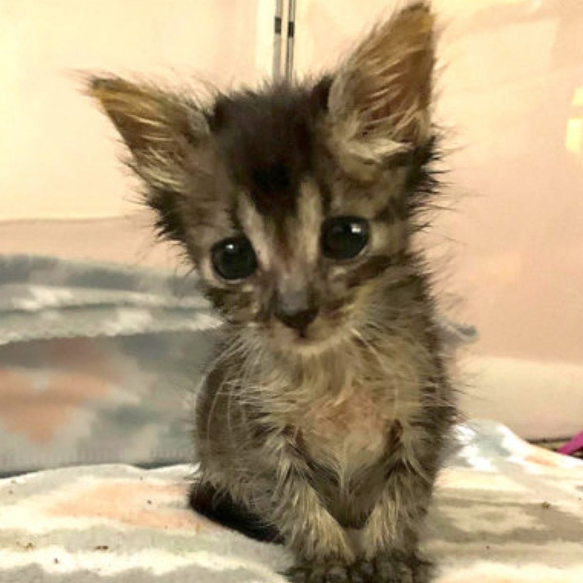 cute gray kitten