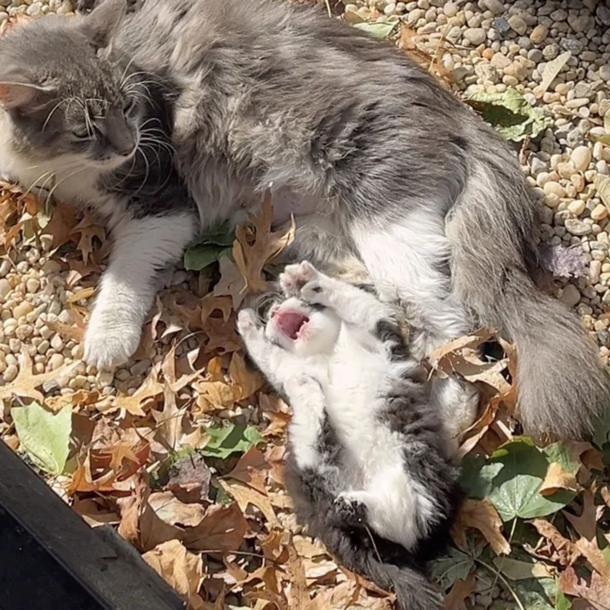 cute kitten lying on back with mama cat near