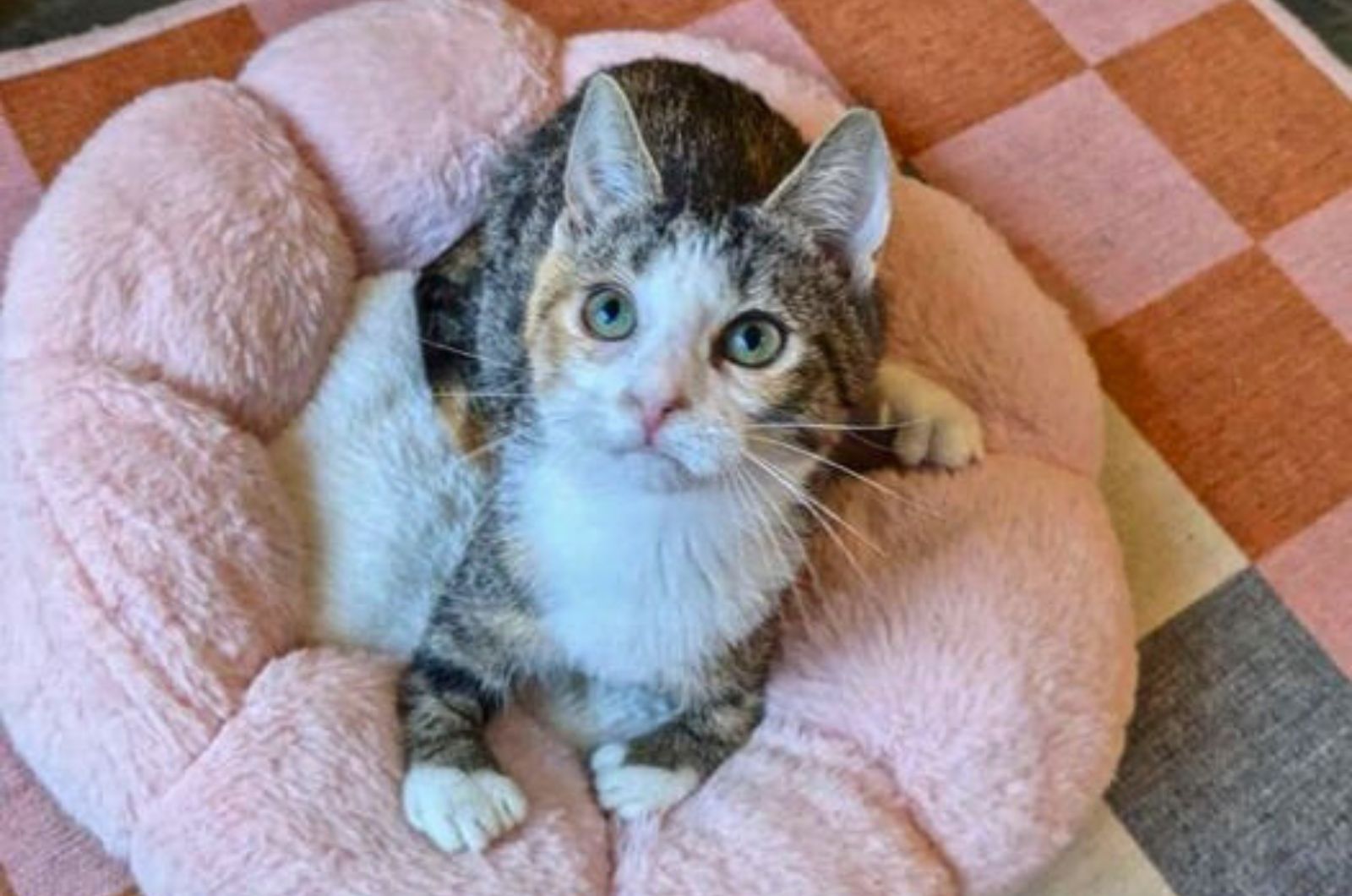 cute kitten on a pink pillow