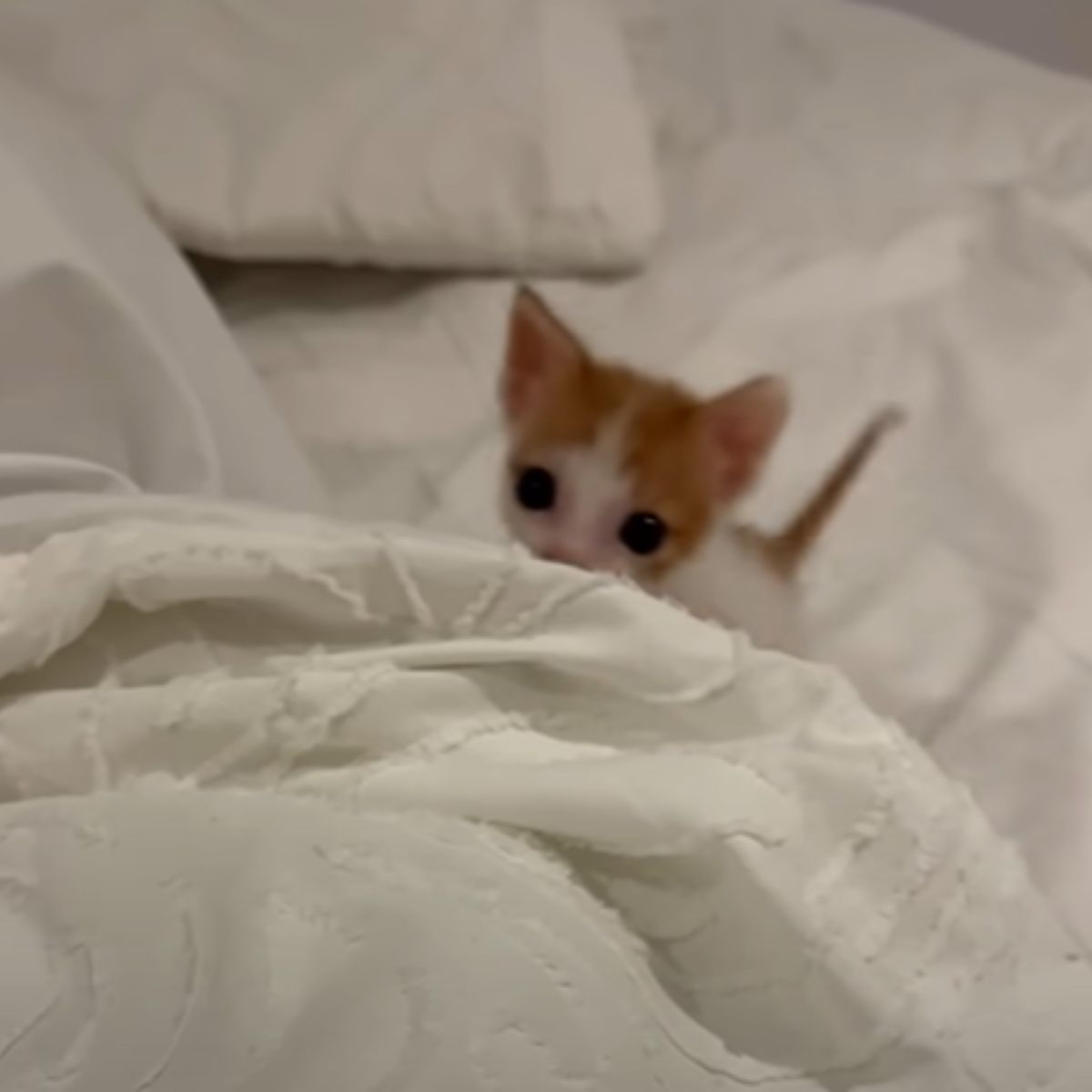 cute kitten on white sheets in bed