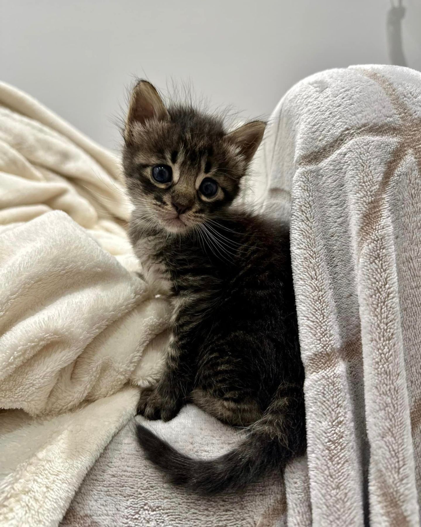 cute kitten sitting on a blanket