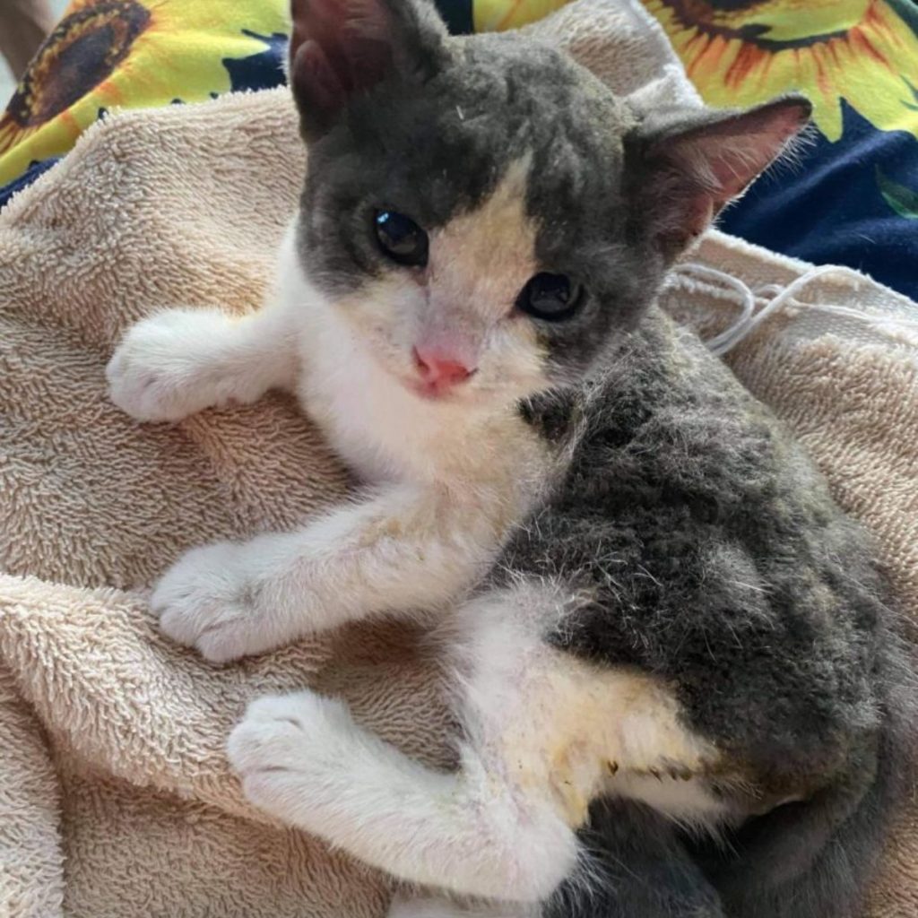 cute kitten sitting on a brown towel