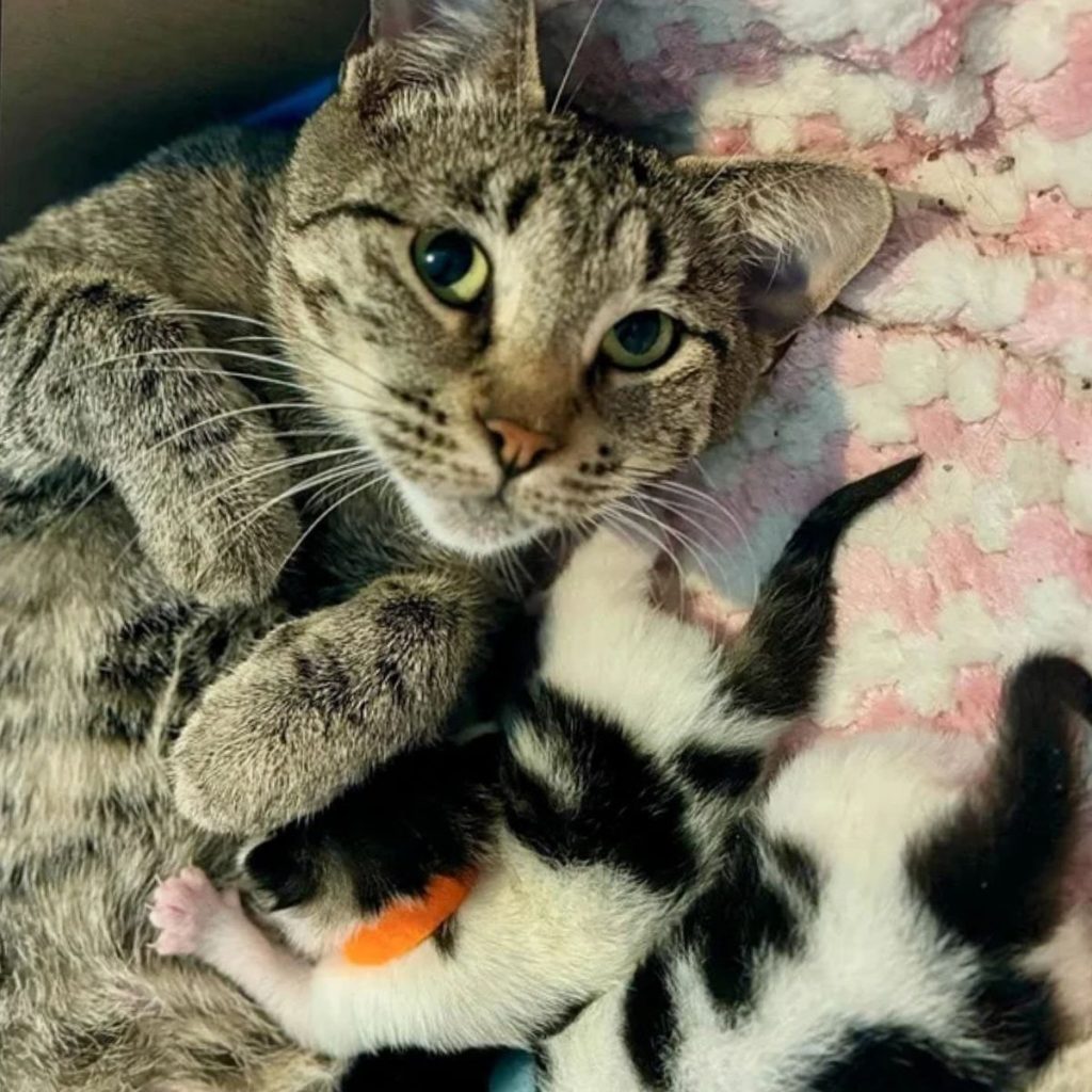 cute kittens are sleeping next to mom cat