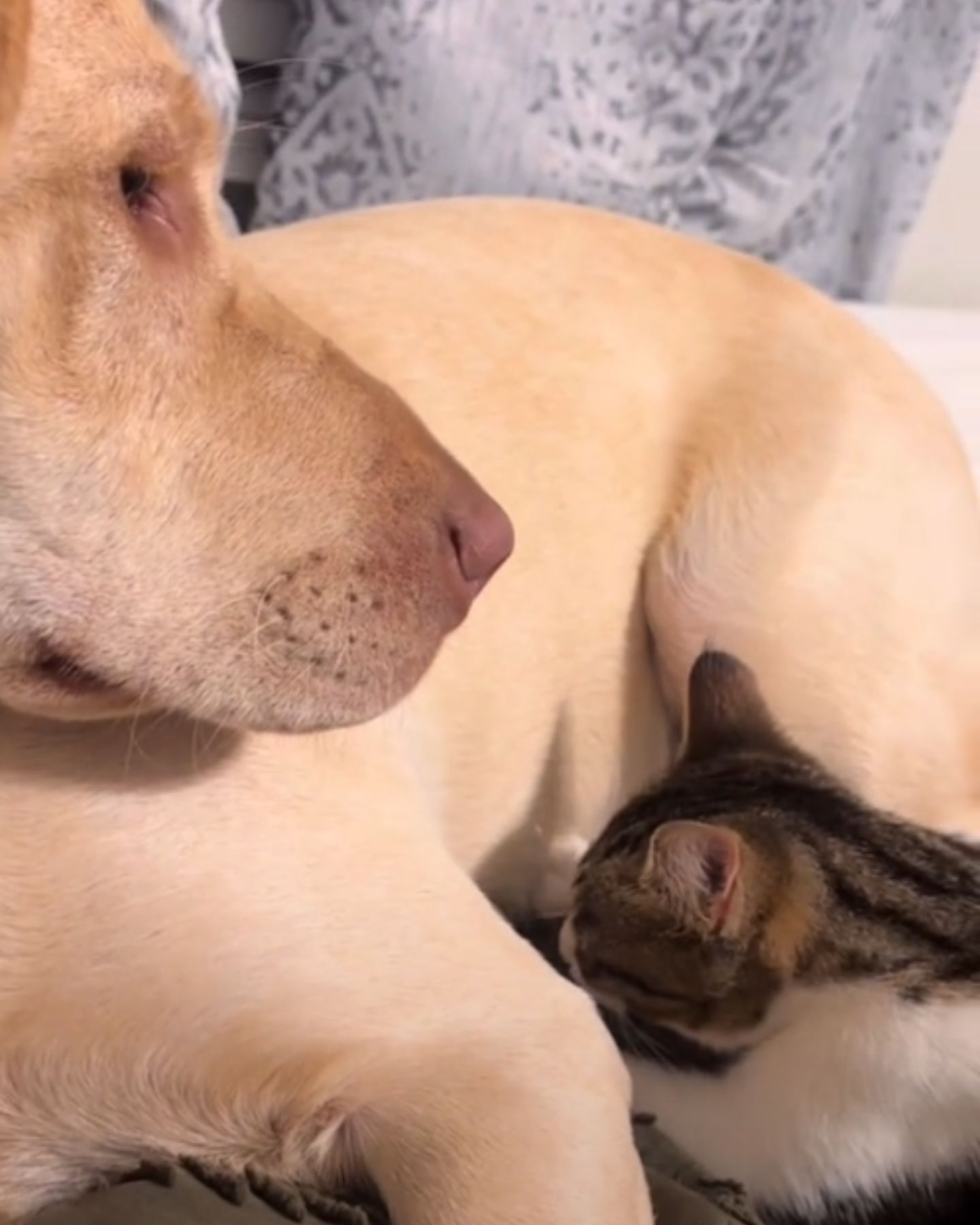 dog and cat lying together