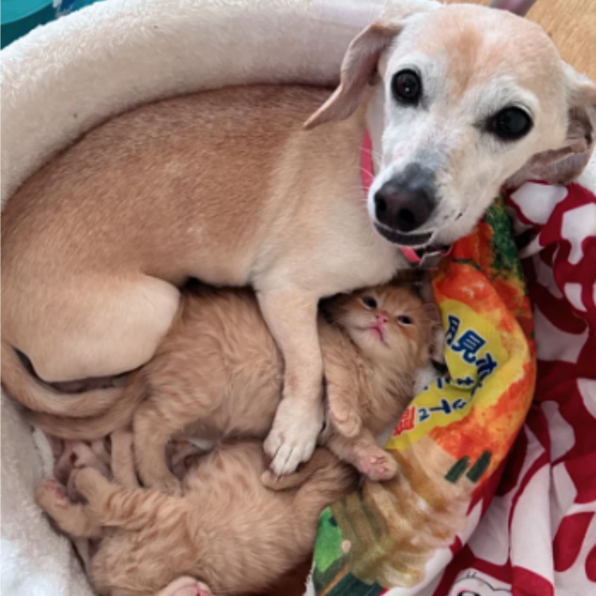 dog and two ginger kittens