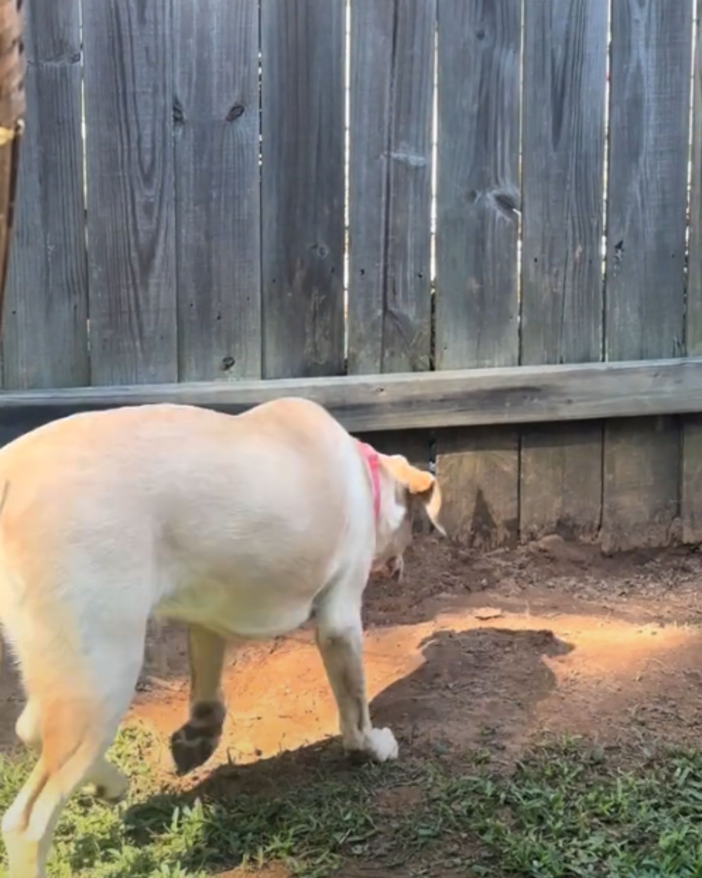 dog looking at hole in fence