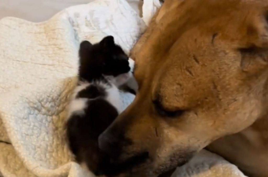 dog lying next to black and white kitten