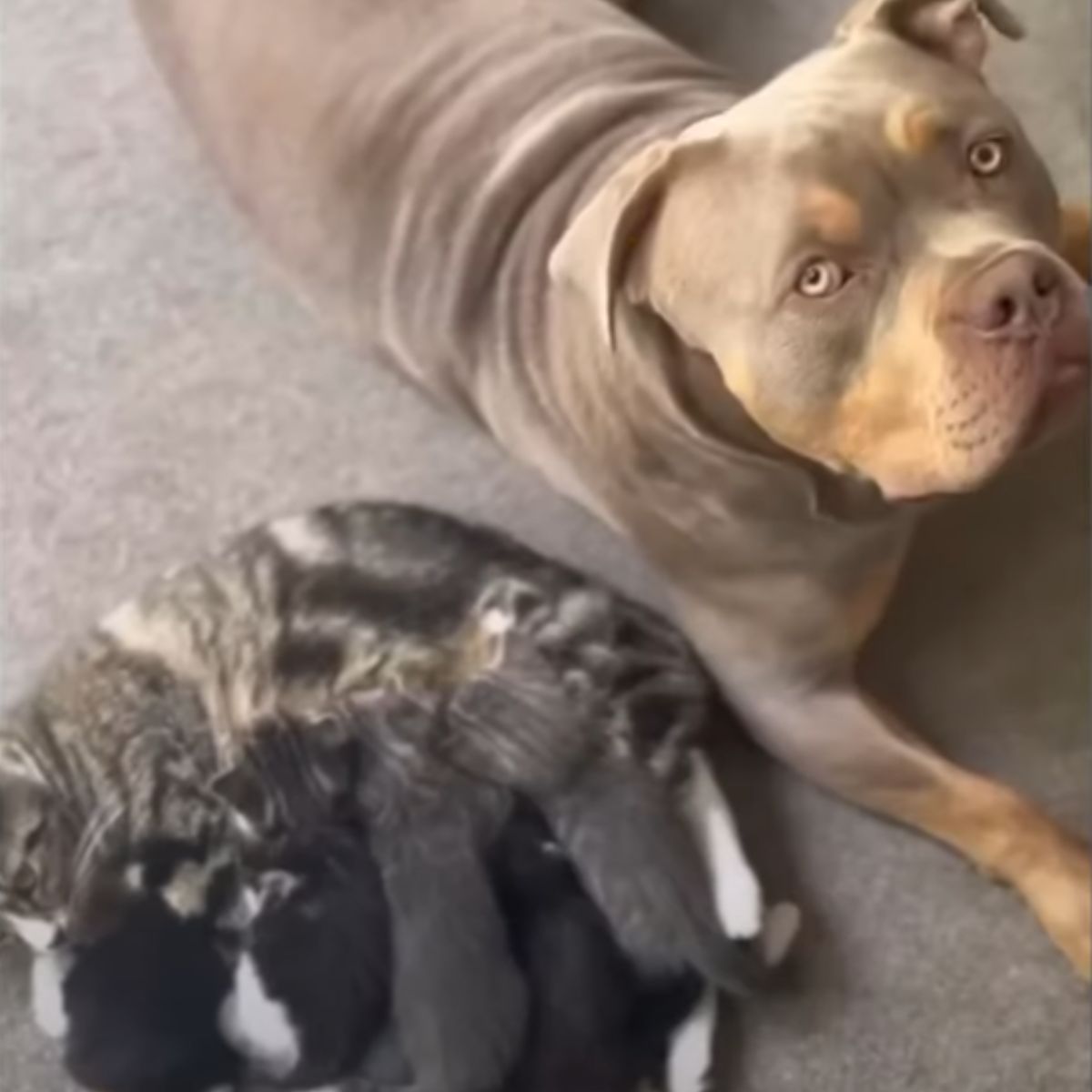 dog lying next to the breastfeeding cat