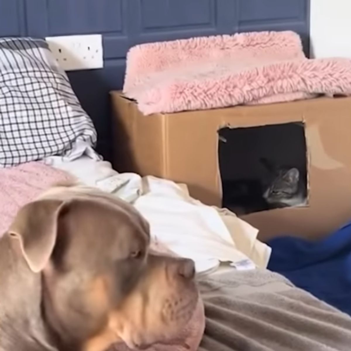 dog on bed and cat in the box