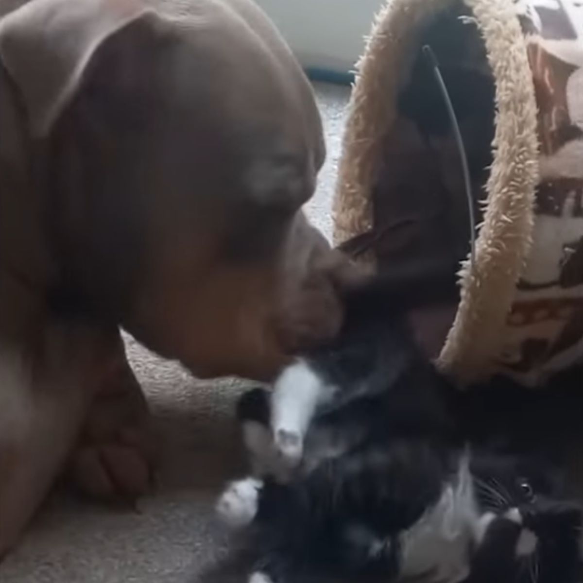 dog playing with kitten