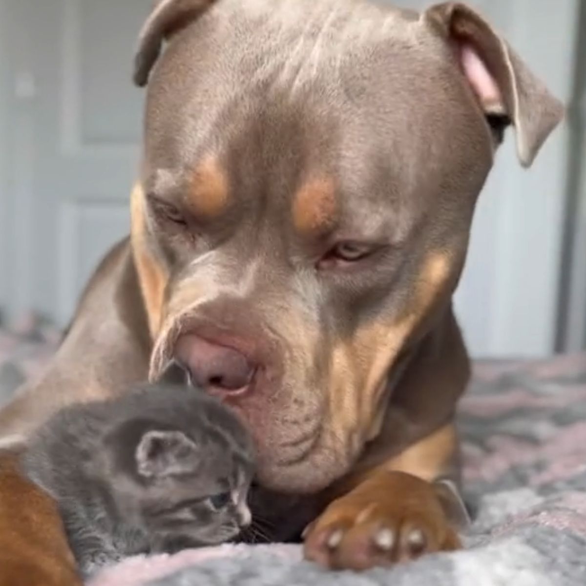 dog sniffing kitten on bed