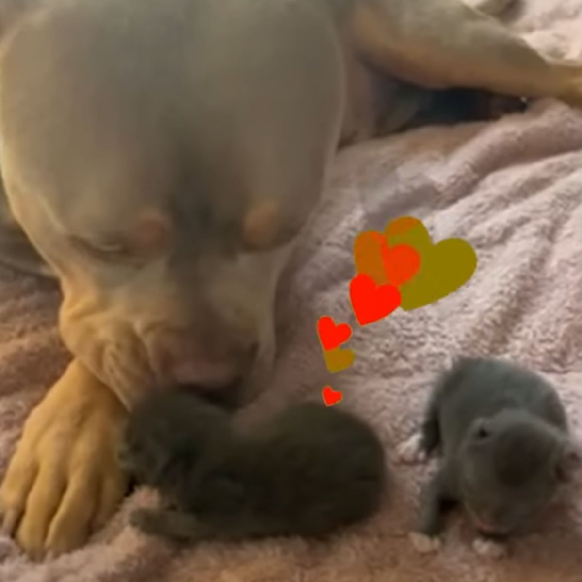 dog sniffing tiny kitten