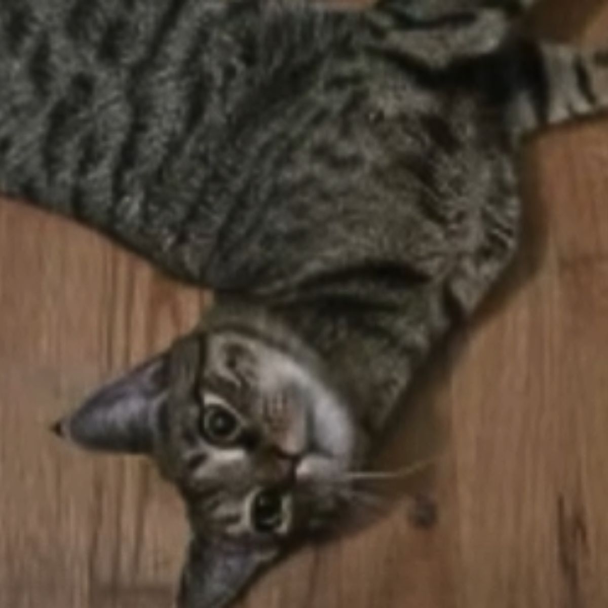 domestic cat laying on the floor