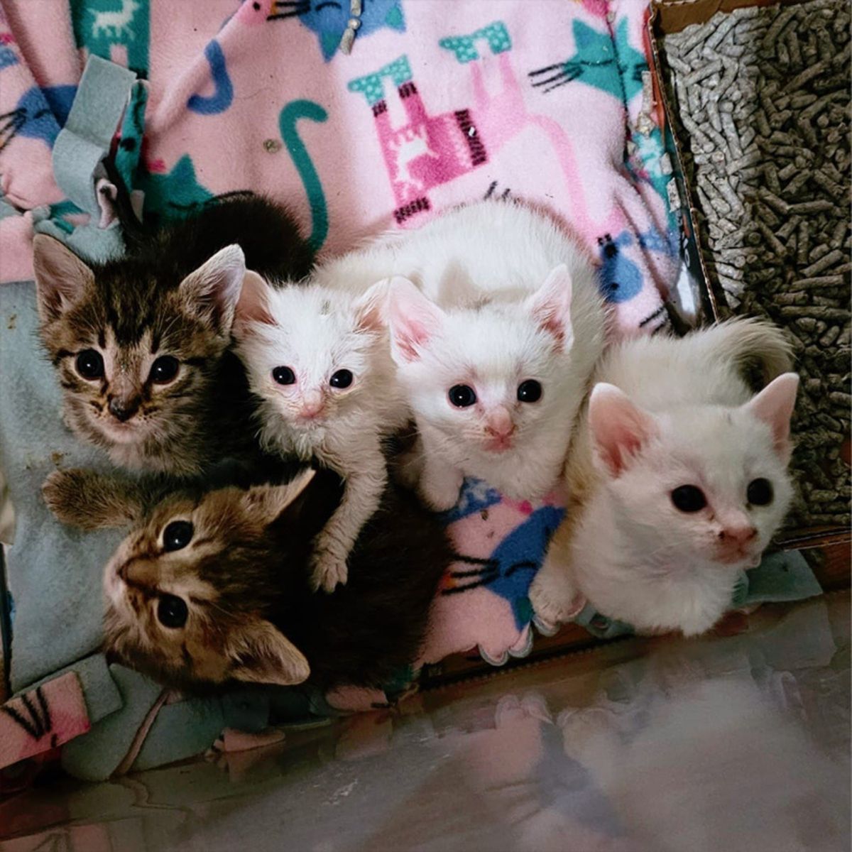 five kittens