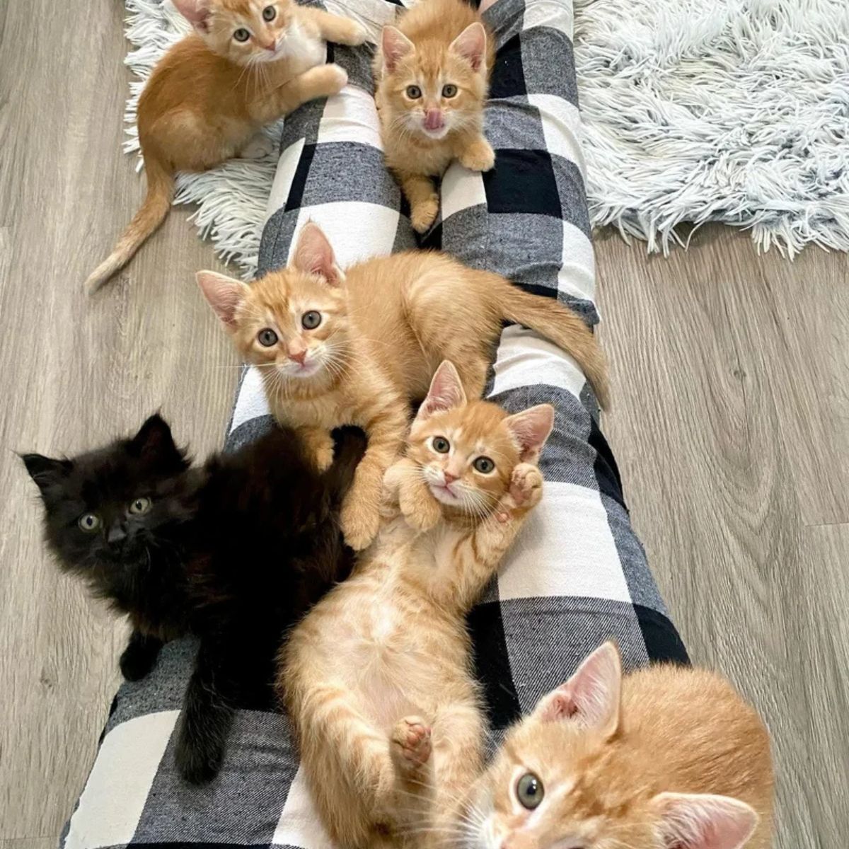 five orange kittens and a black kitten