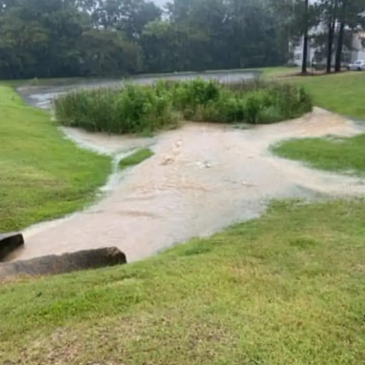 flooded marsh