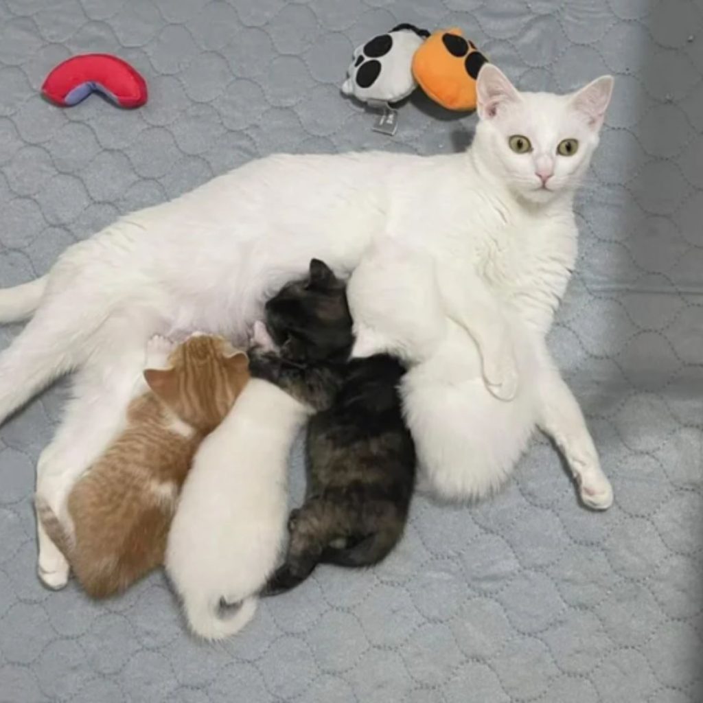 four cats are lying next to the mother cat