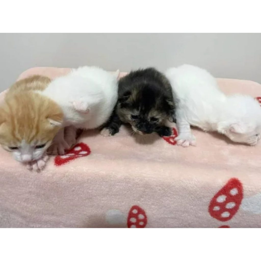 four cute kittens