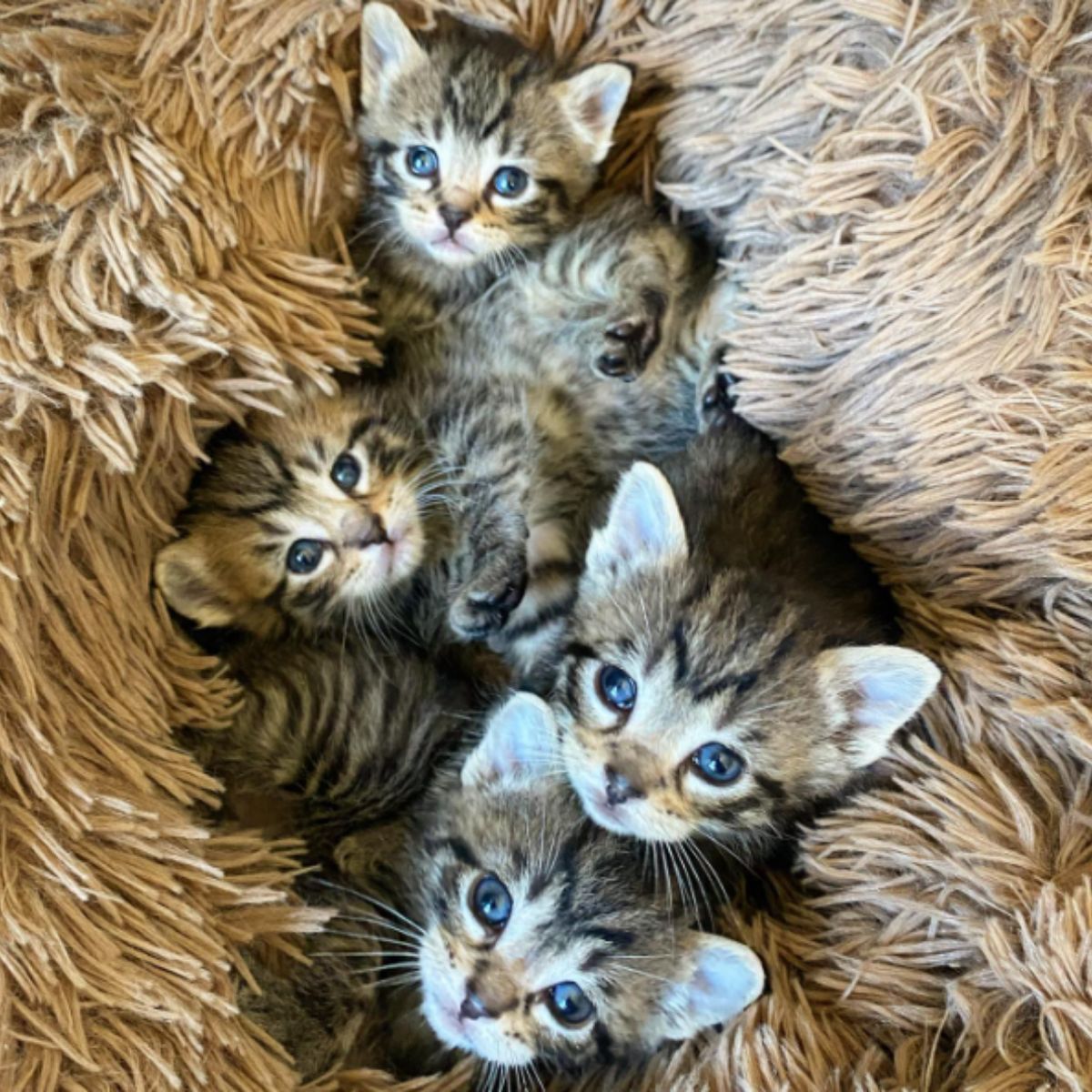 four gray kittens