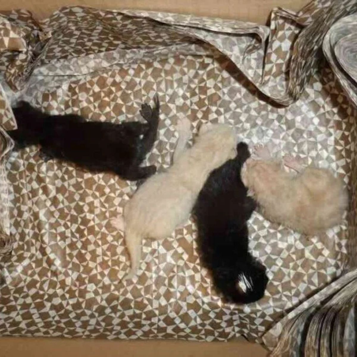 four kittens lying