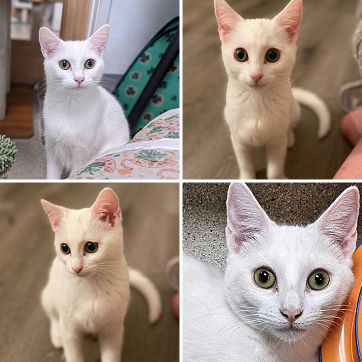 four photos of a white kitten