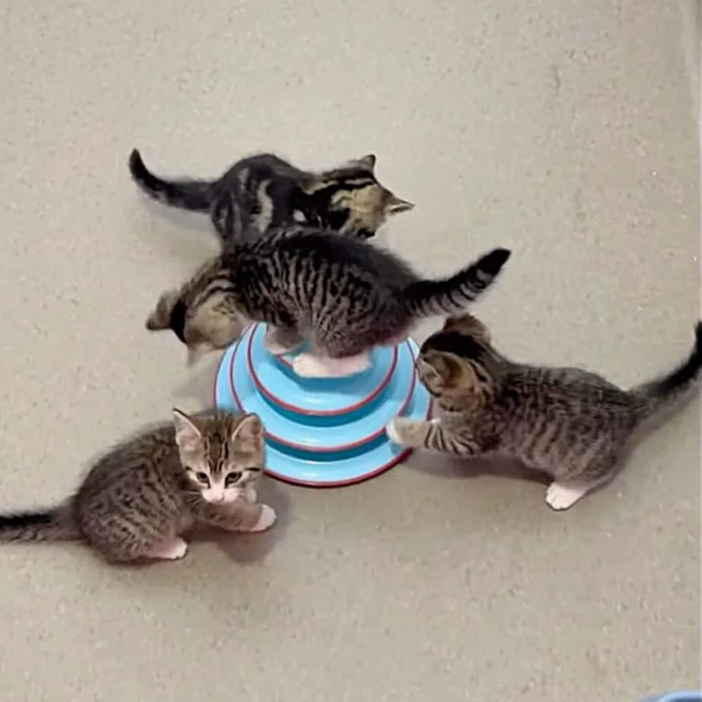 four playful kittens