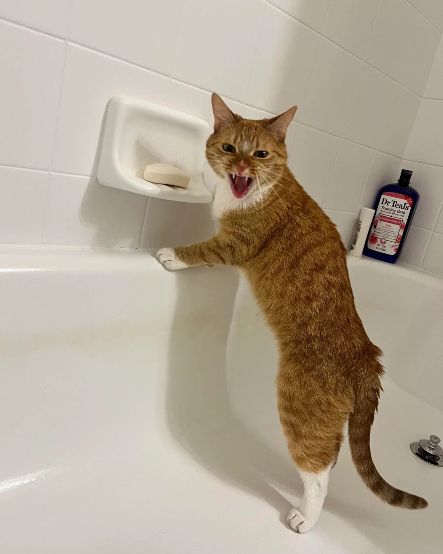 funny cat reaction after licking soap