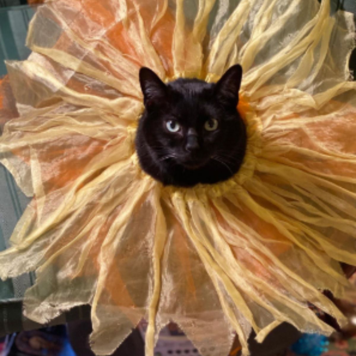 funny cat with flower costume