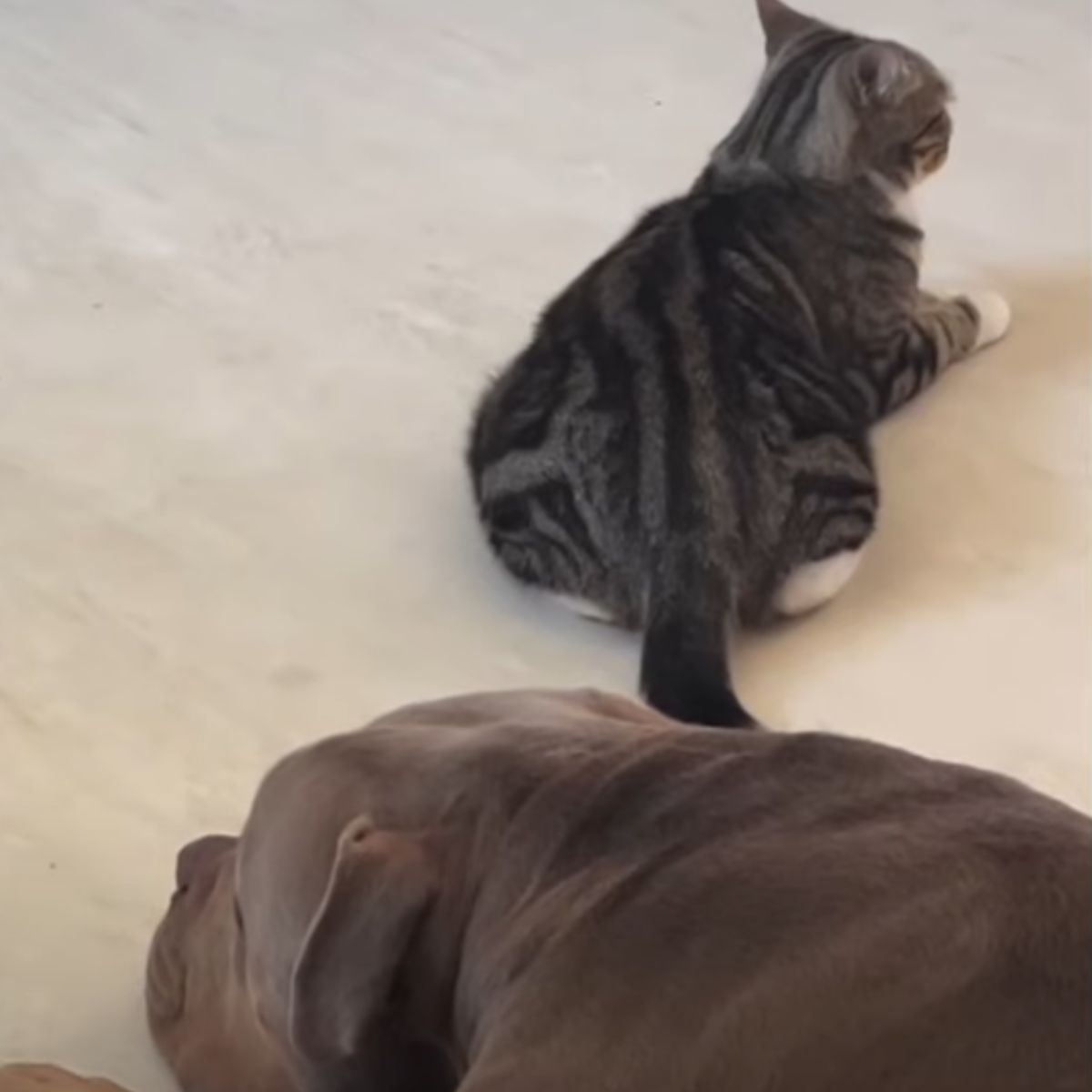 giant dog lying with cat