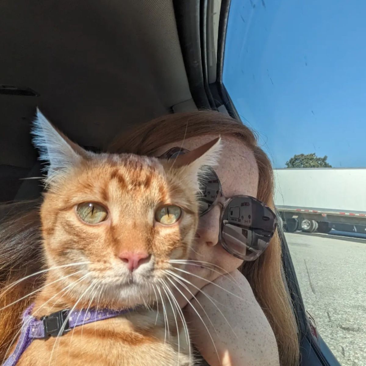 ginger cat and ginger owner