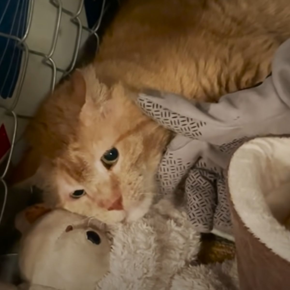 ginger cat and toy