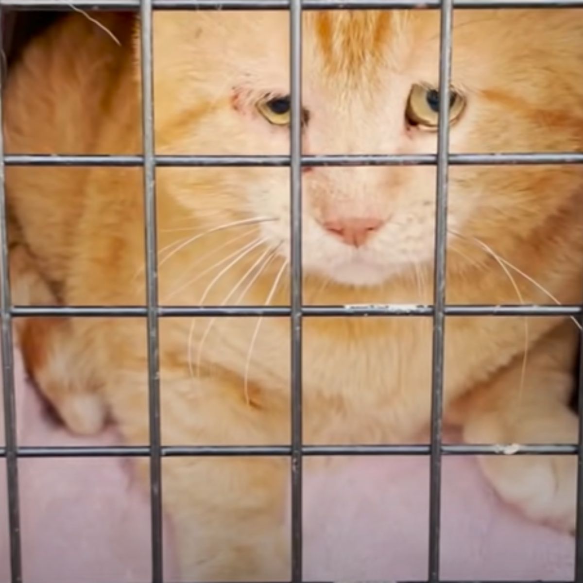 ginger cat in cage