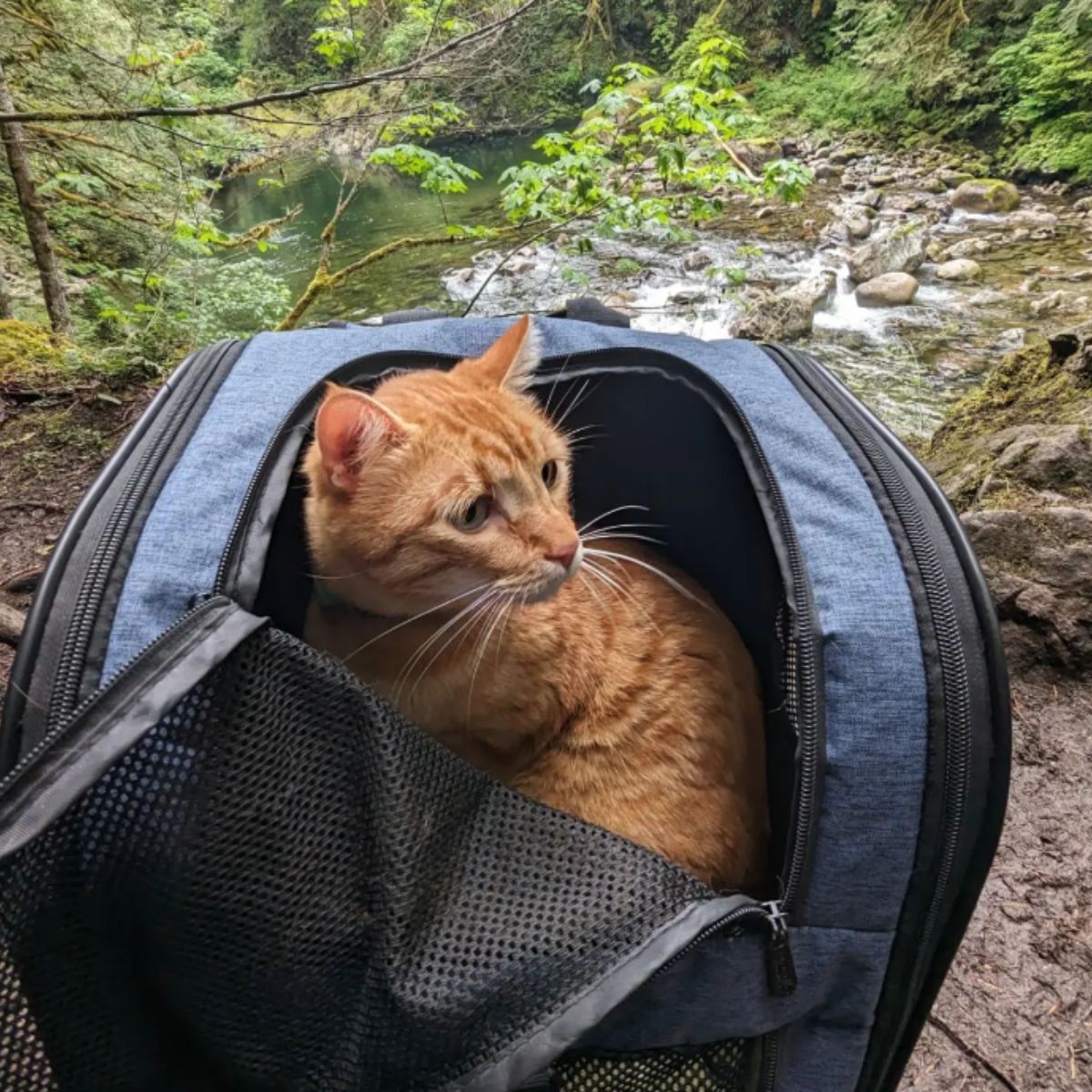 ginger cat in nature