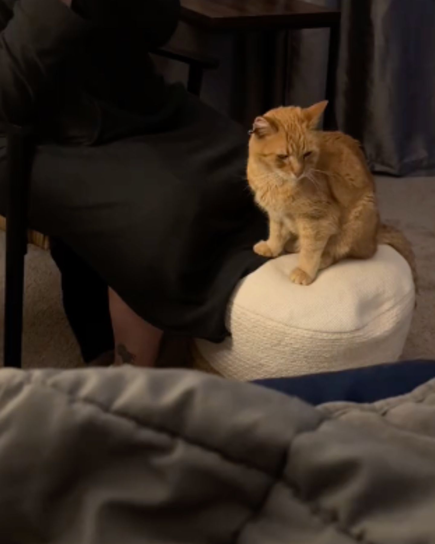 ginger cat in room on the chair