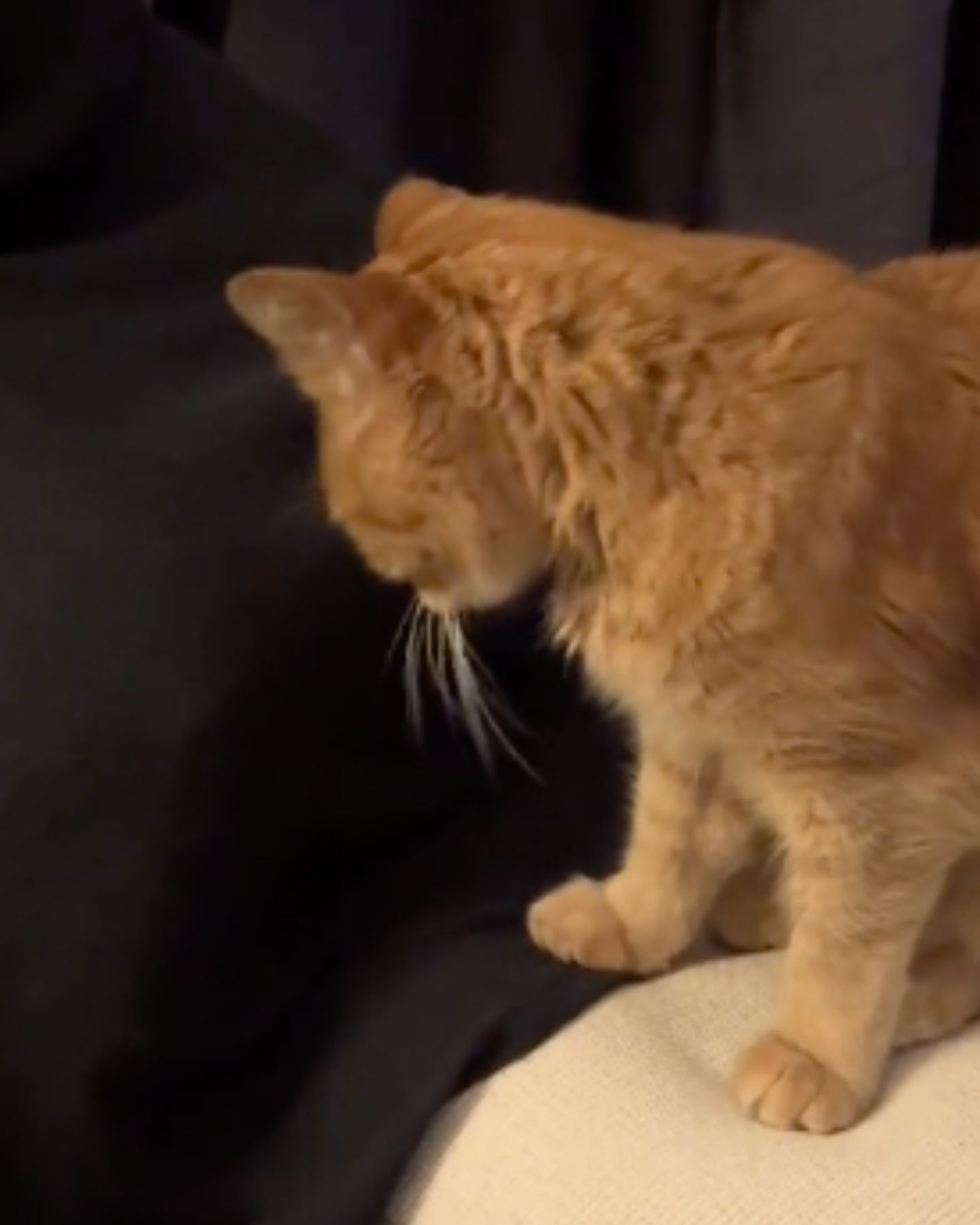 ginger cat looking at black dress