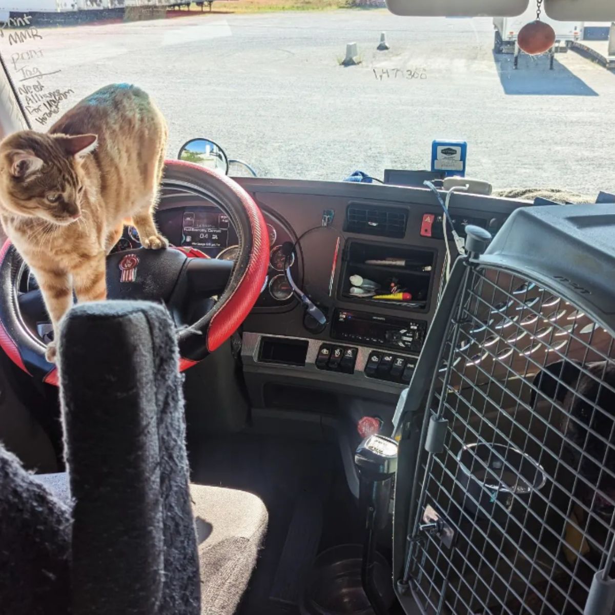 ginger cat on a steering wheel