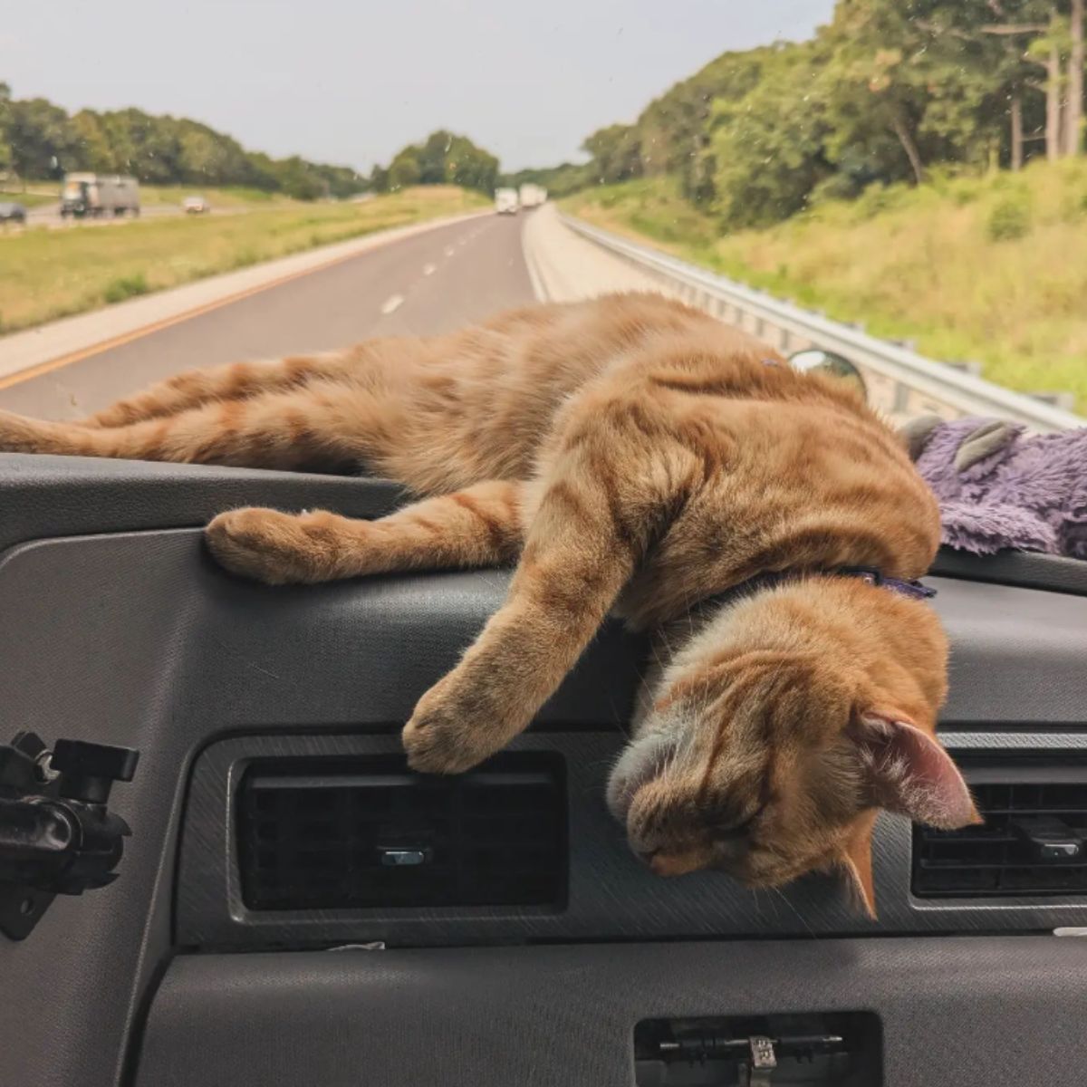 ginger cat sleeping in the car