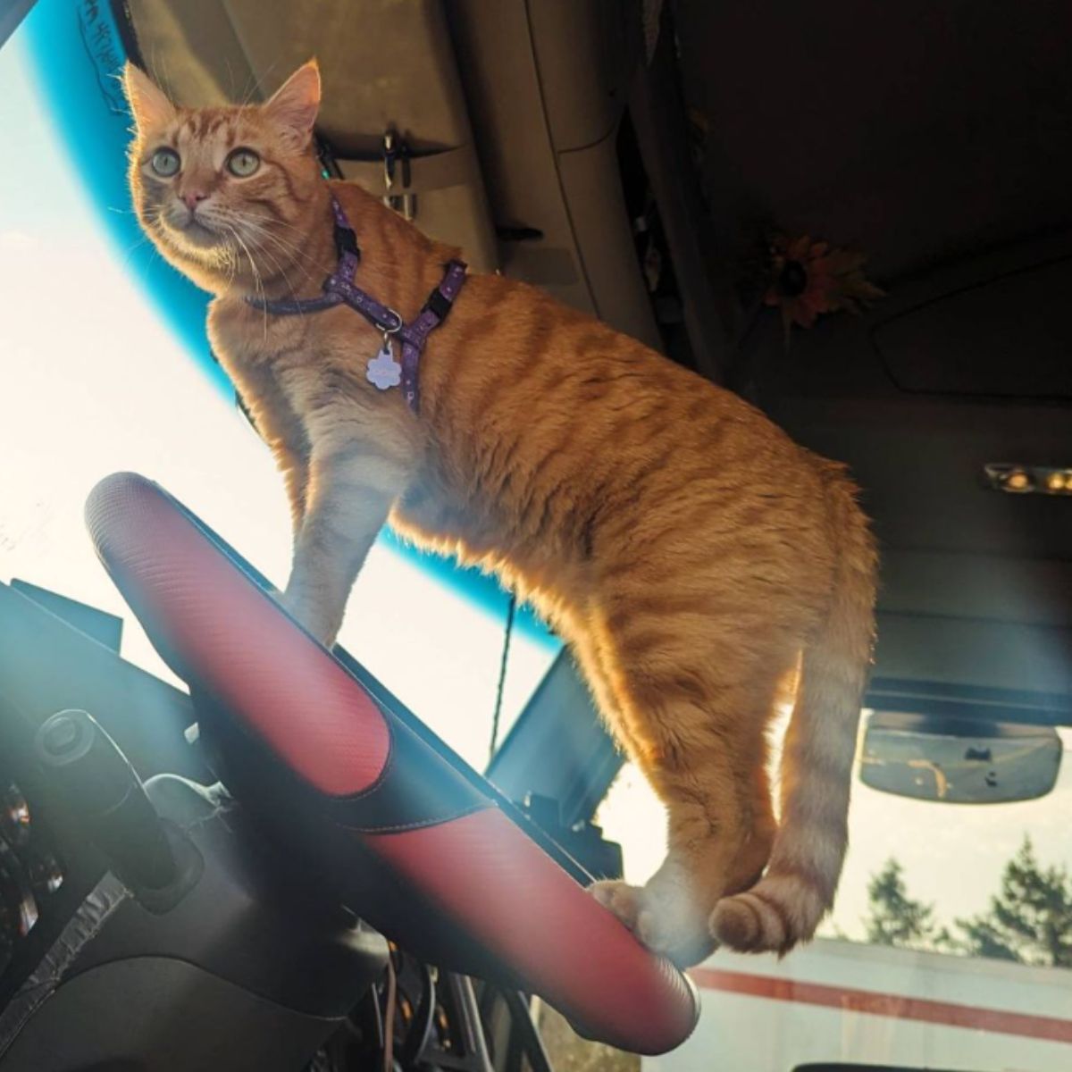 ginger cat standing on a steering wheel