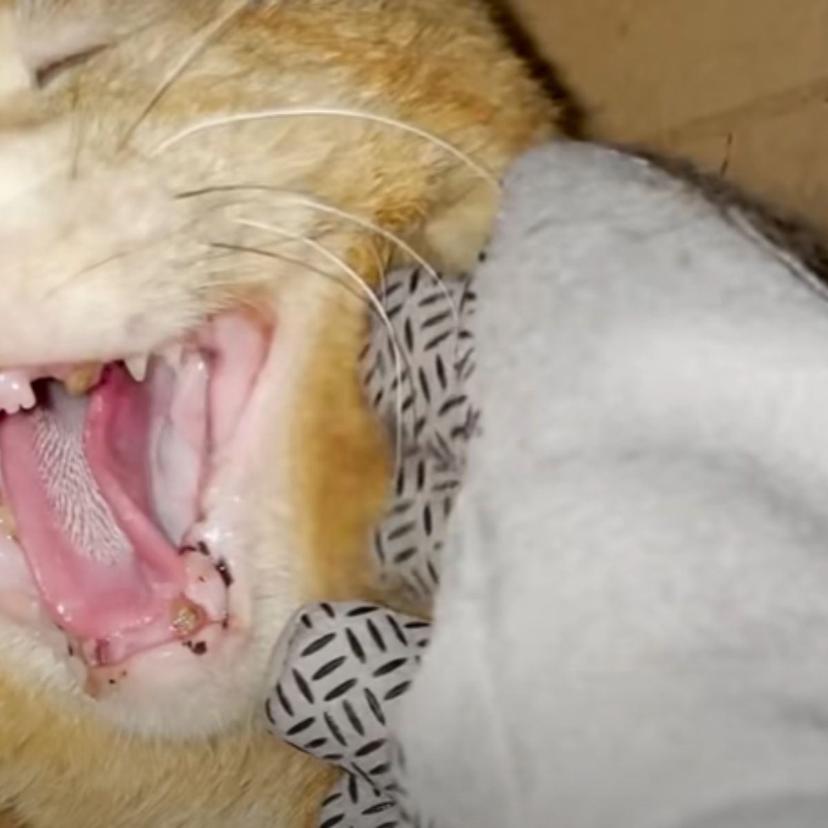 ginger cat yawning