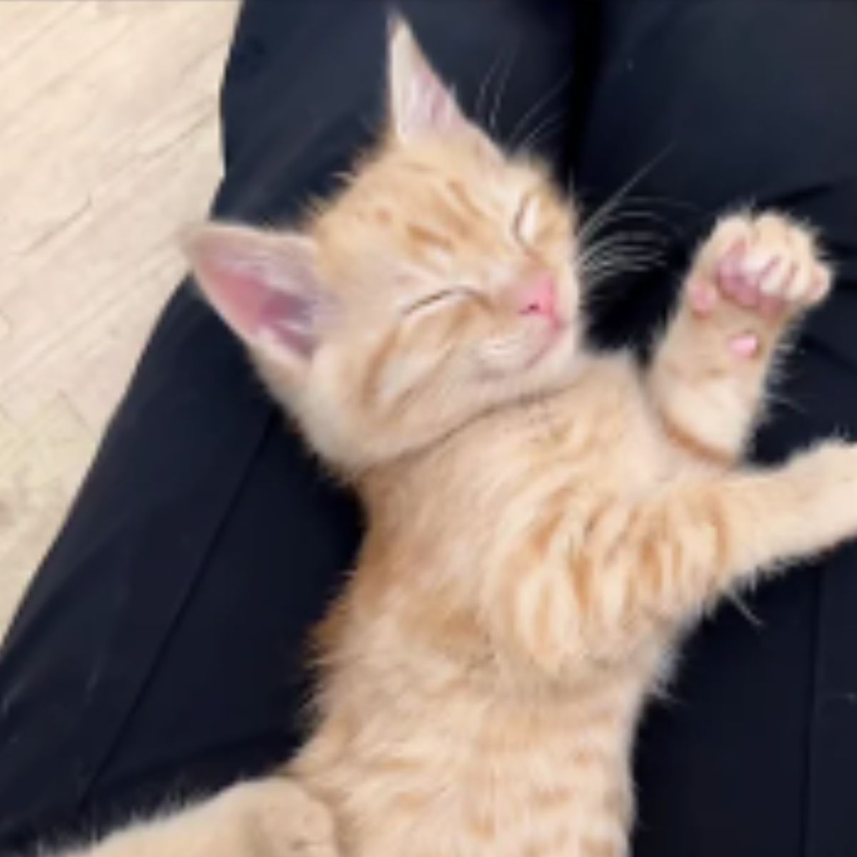 ginger kitten sleeping on a owner leg